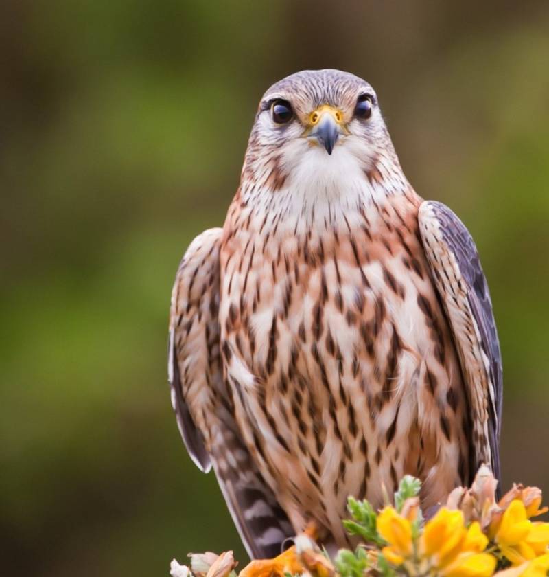 Сокол - описание птицы, где обитает, размер, чем питается