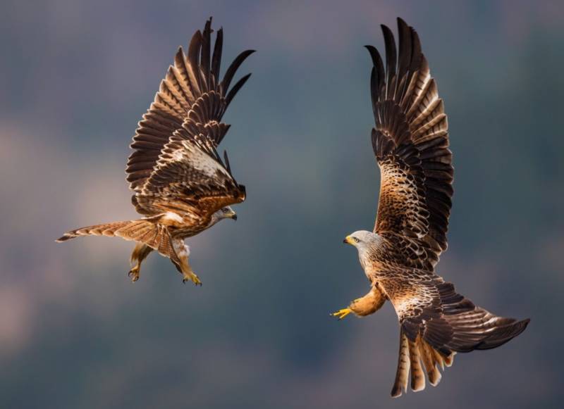 Летучие мыши - описание, где обитают, чем питаются, интересные факты