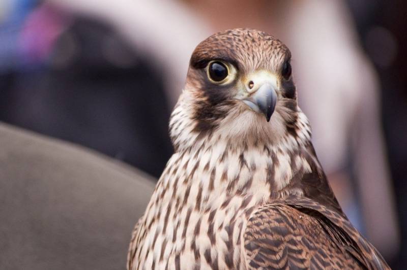 Сокол - описание птицы, где обитает, размер, чем питается