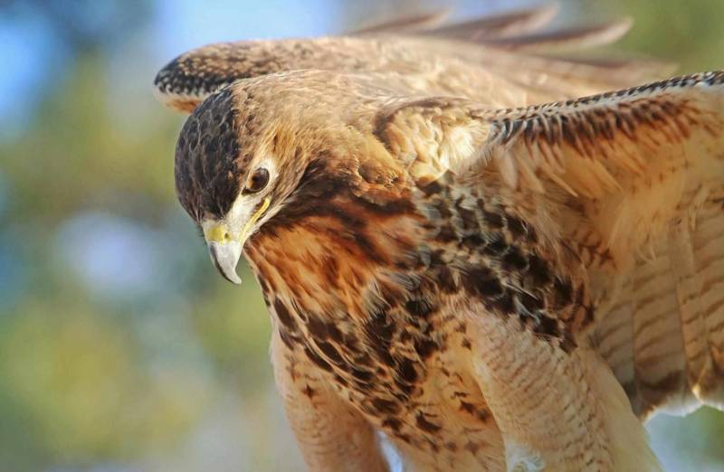 Сокол - описание птицы, где обитает, размер, чем питается