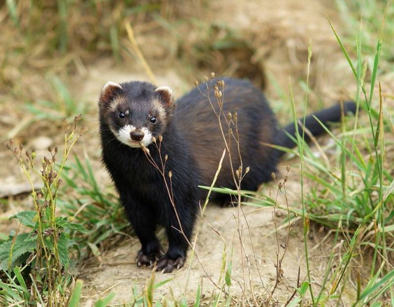 Сокол - описание птицы, где обитает, размер, чем питается