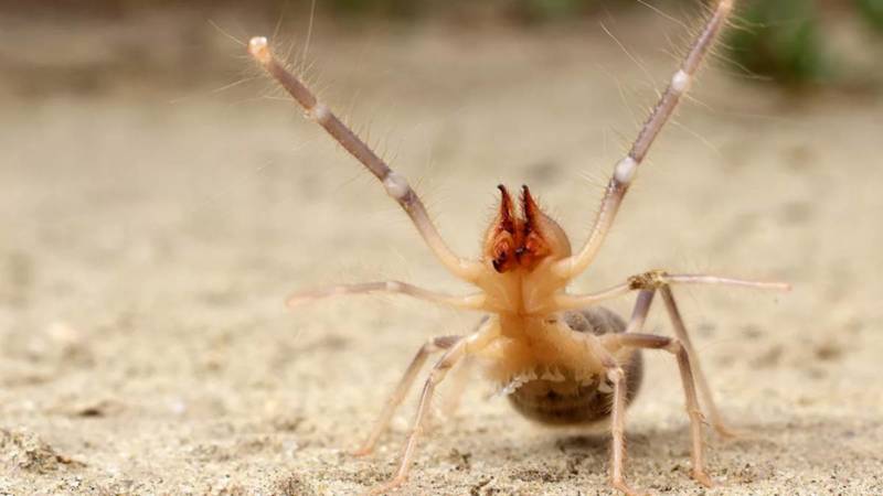 Фаланга (сольпуга) – описание, виды, обитание, питание