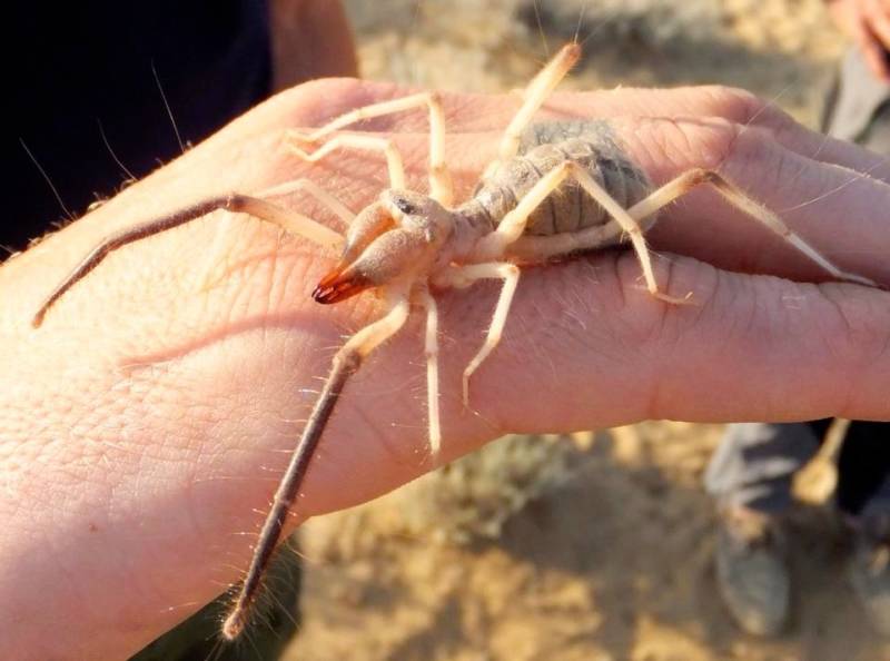 Фаланга (сольпуга) – описание, виды, обитание, питание