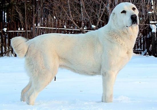 Среднеазиатская овчарка