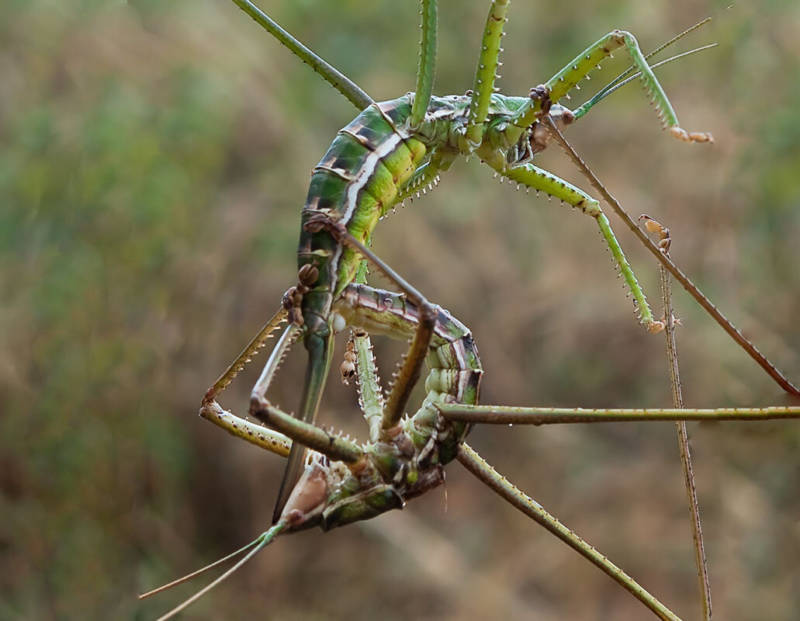 Степная дыбка: распространение, местообитание, численность