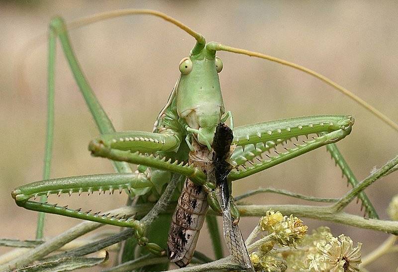 Степная дыбка: распространение, местообитание, численность