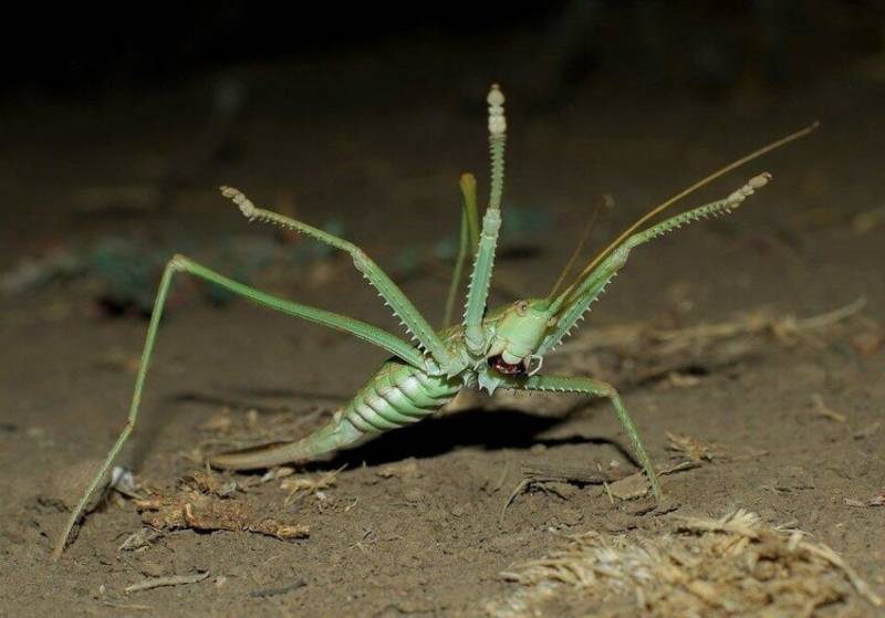 Степная дыбка: распространение, местообитание, численность