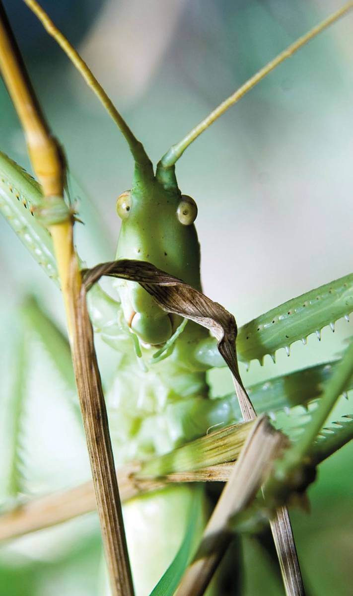Степная дыбка: распространение, местообитание, численность