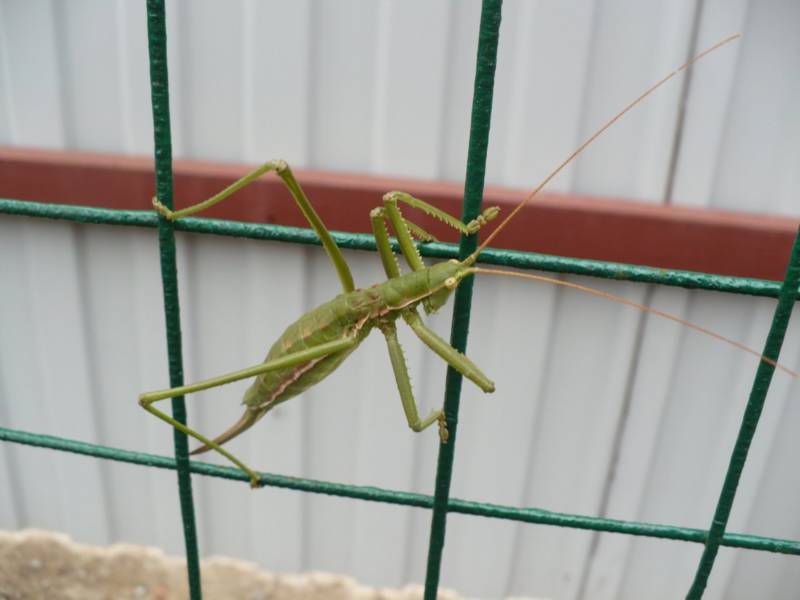 Степная дыбка: распространение, местообитание, численность