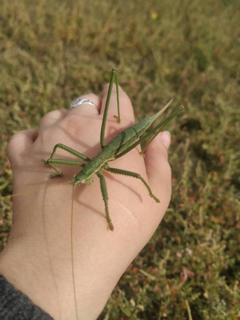 Степная дыбка: распространение, местообитание, численность