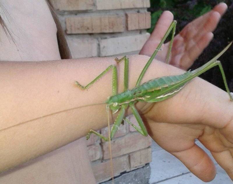 Степная дыбка: распространение, местообитание, численность