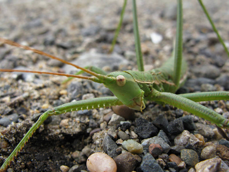 Степная дыбка: распространение, местообитание, численность
