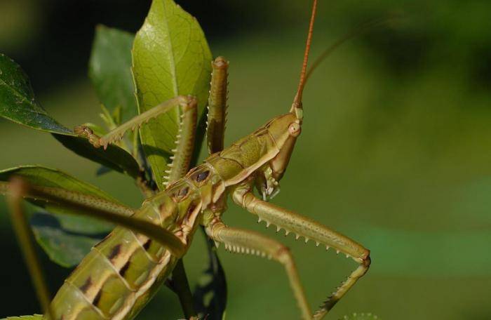 Степная дыбка: распространение, местообитание, численность