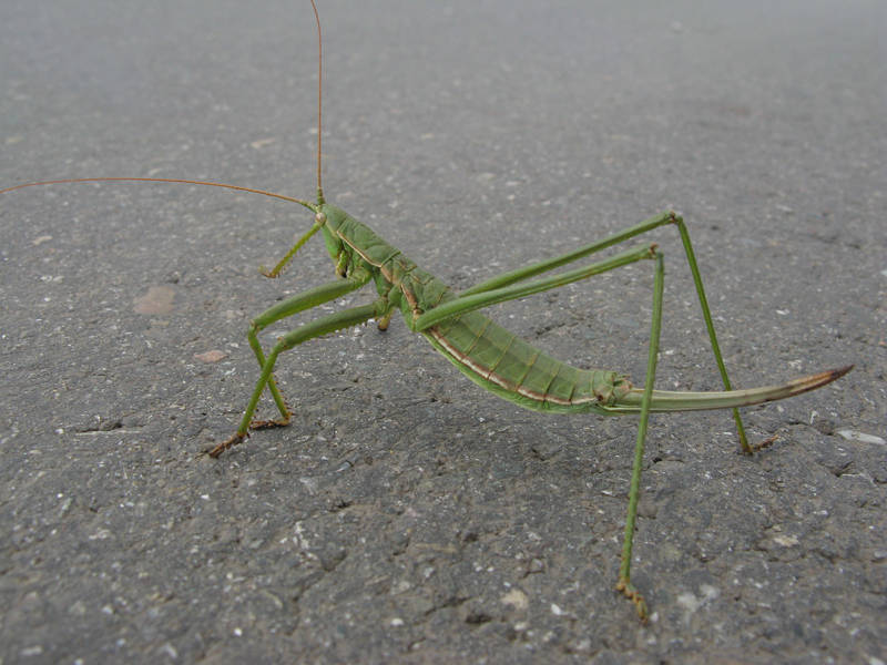 Степная дыбка: распространение, местообитание, численность