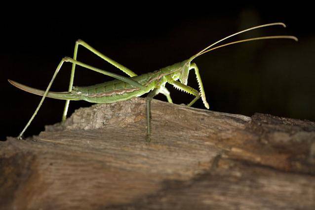 Степная дыбка: распространение, местообитание, численность