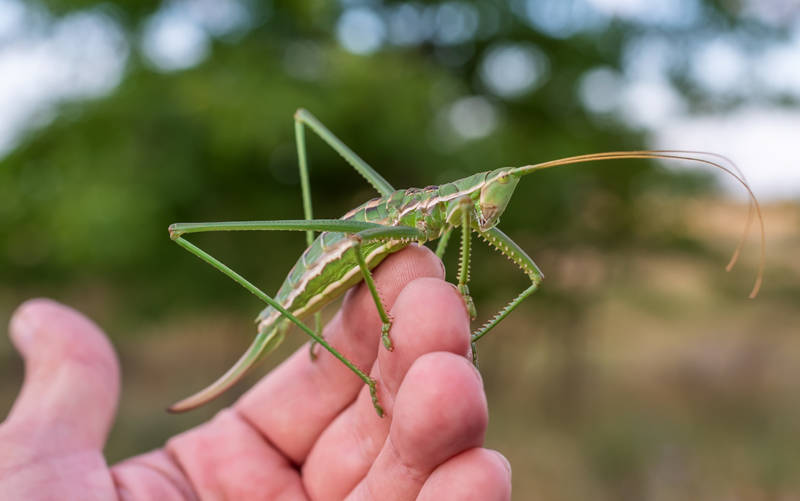 Степная дыбка: распространение, местообитание, численность