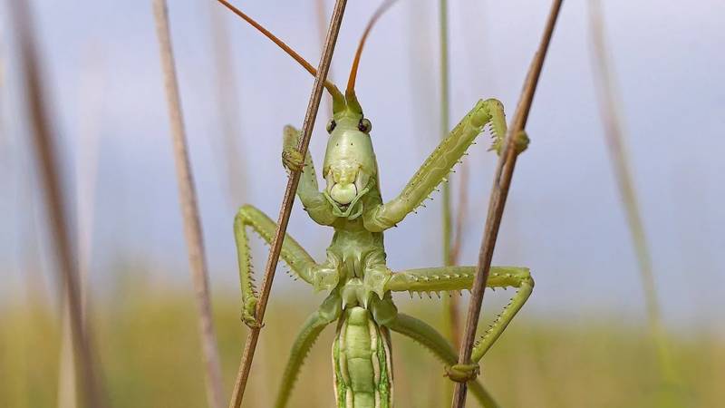 Степная дыбка: распространение, местообитание, численность