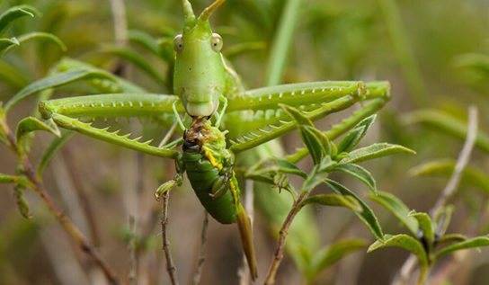 Степная дыбка: распространение, местообитание, численность