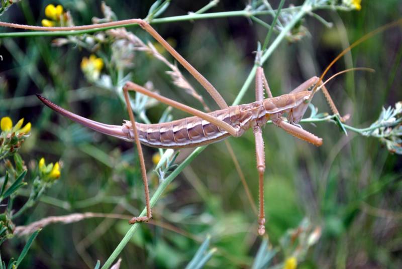 Степная дыбка: распространение, местообитание, численность