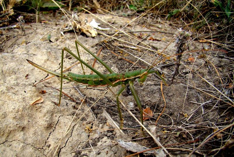 Степная дыбка: распространение, местообитание, численность