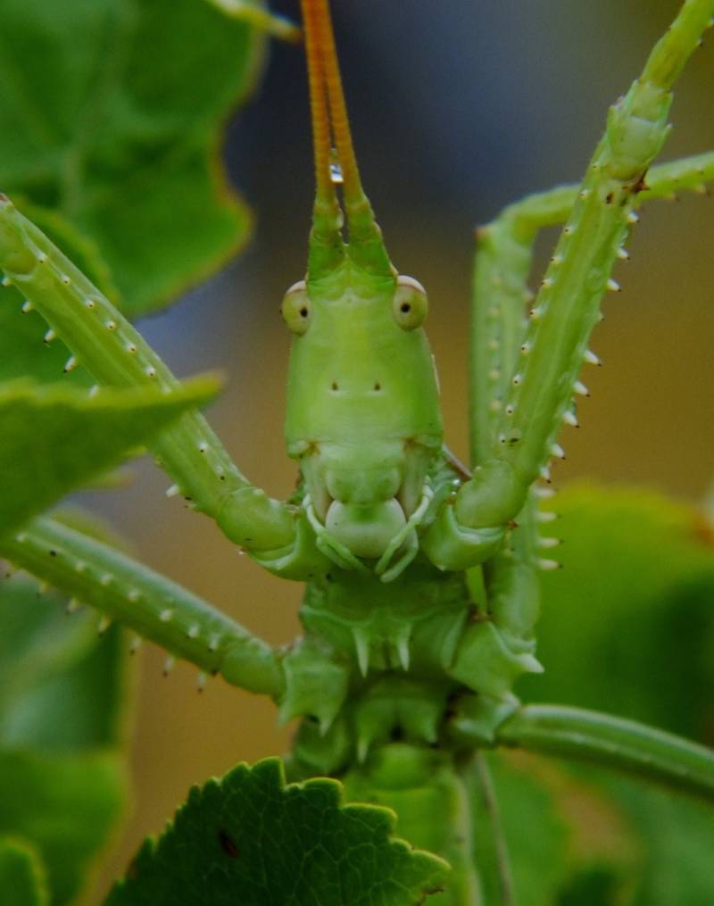 Степная дыбка: распространение, местообитание, численность