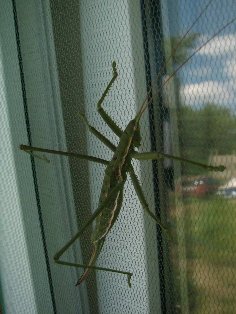 Степная дыбка: распространение, местообитание, численность