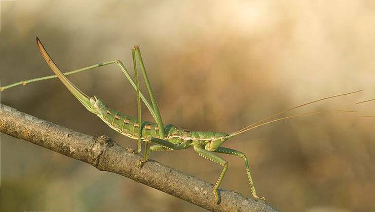 Степная дыбка: распространение, местообитание, численность