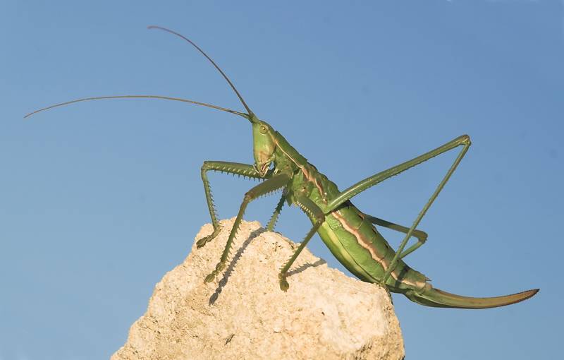 Степная дыбка: распространение, местообитание, численность