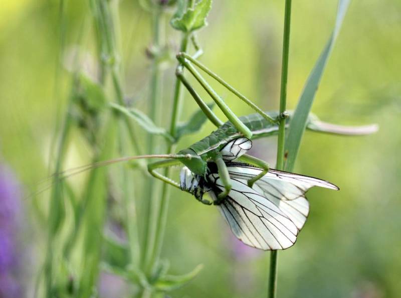 Степная дыбка: распространение, местообитание, численность