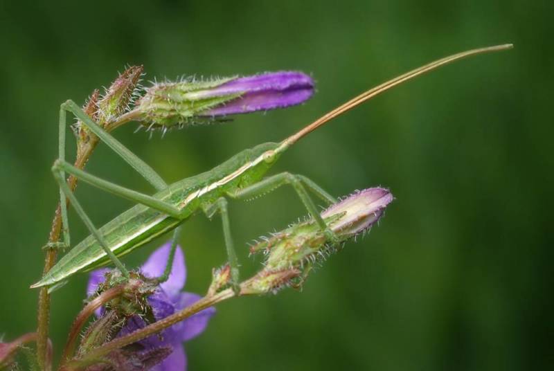 Степная дыбка: распространение, местообитание, численность