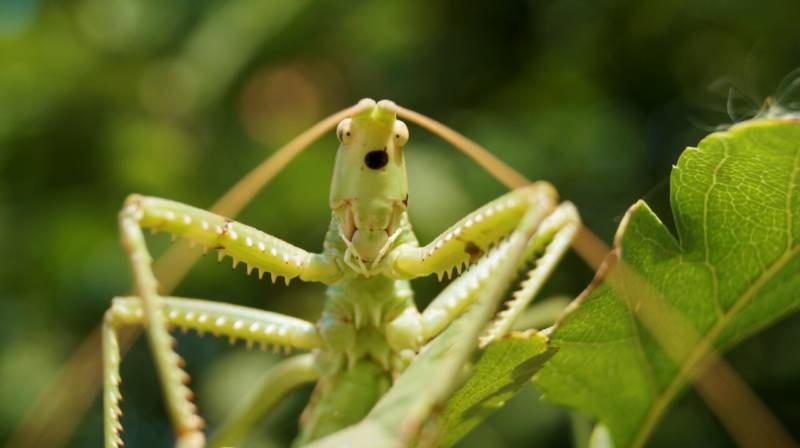 Степная дыбка: распространение, местообитание, численность