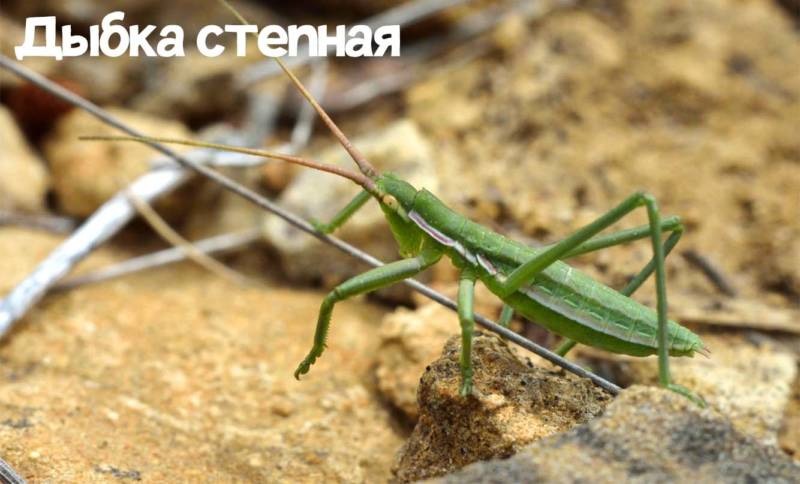 Степная дыбка: распространение, местообитание, численность