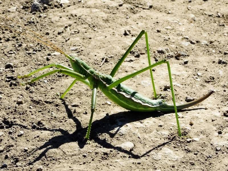 Степная дыбка: распространение, местообитание, численность