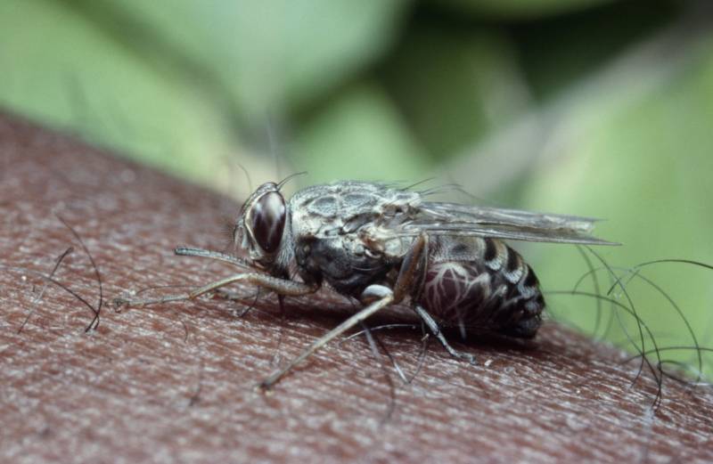 Степная дыбка: распространение, местообитание, численность