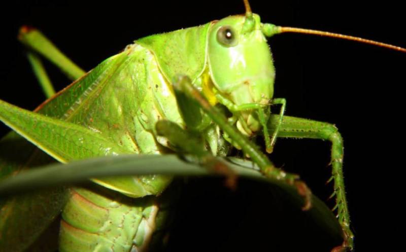 Степная дыбка: распространение, местообитание, численность