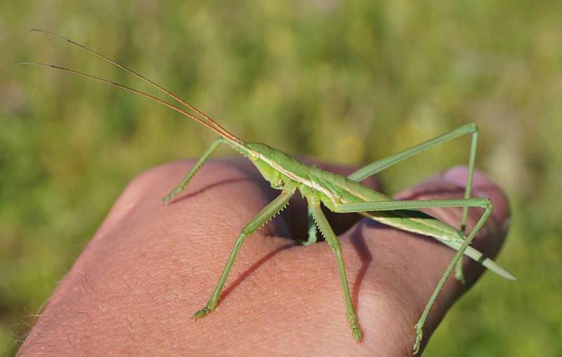 Степная дыбка: распространение, местообитание, численность