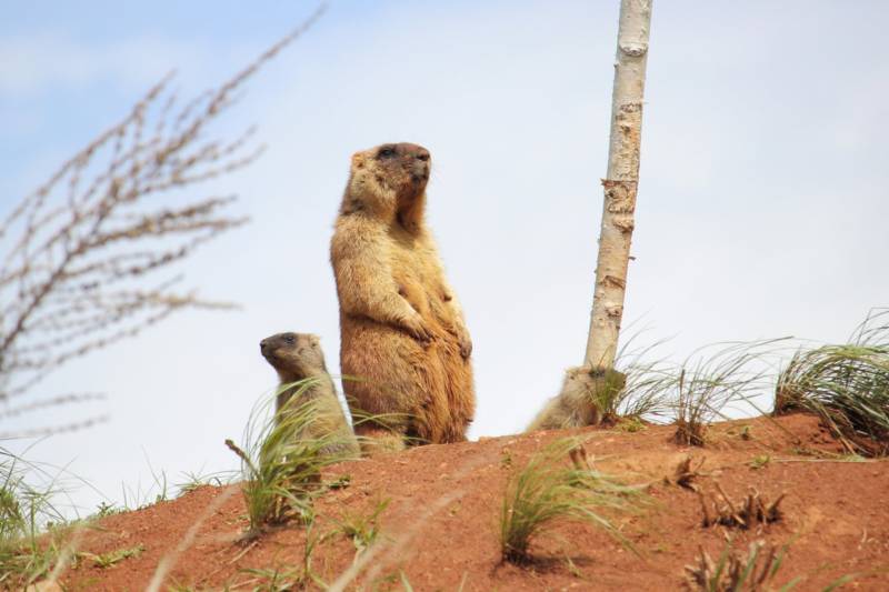Сурки: особенности грызуна, интересные факты, описание, ареал, питание, враги