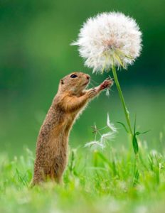 суслик-10-1-232x300.jpg