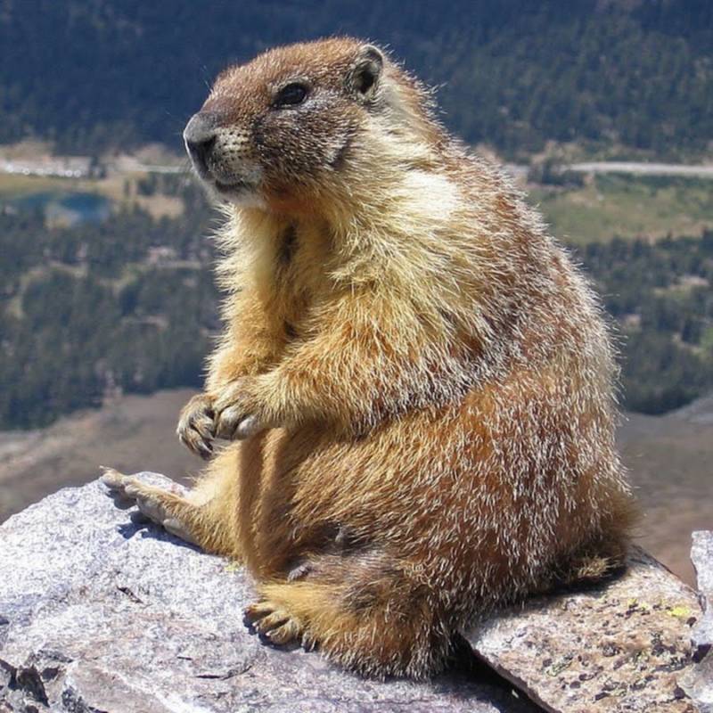 Суслик: описание животного, особенности, виды, образ жизни