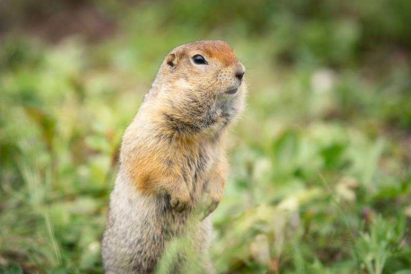 Суслик: описание животного, особенности, виды, образ жизни