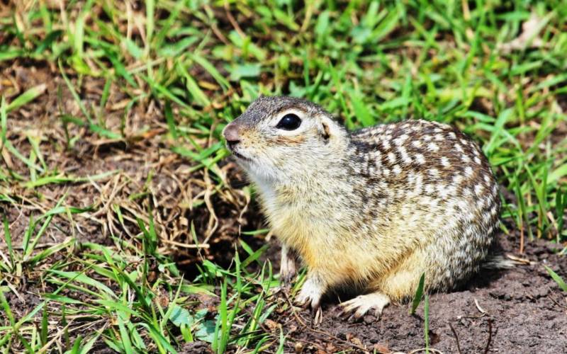 Суслик: описание животного, особенности, виды, образ жизни