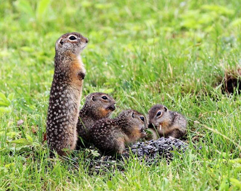 Суслик: описание животного, особенности, виды, образ жизни