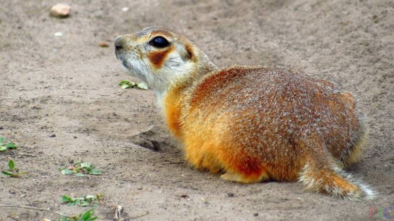 Суслик: описание животного, особенности, виды, образ жизни