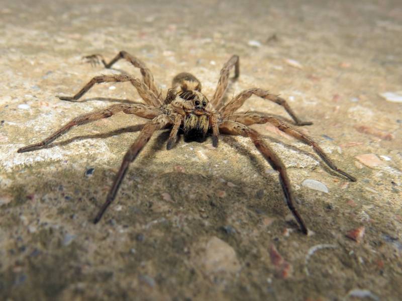 Степная дыбка: распространение, местообитание, численность