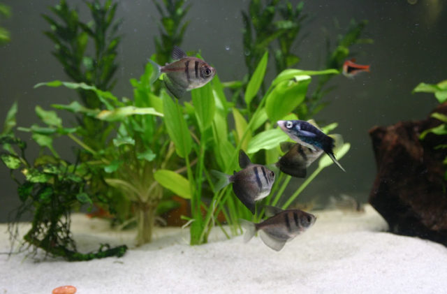 Соседство с тернециями Совместимость тернеций