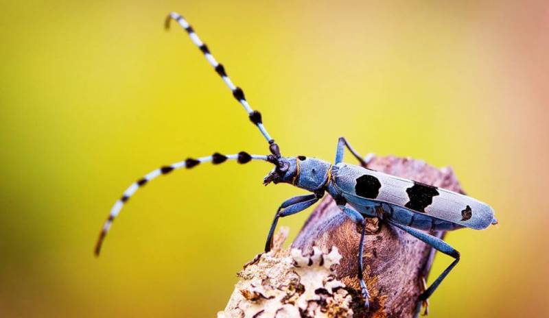 Жук дровосек - описание, питание, как выглядит, статус в красной книге