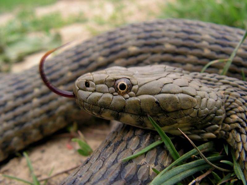 Уж - описание змеи, где обитает, виды, размер, чем питается