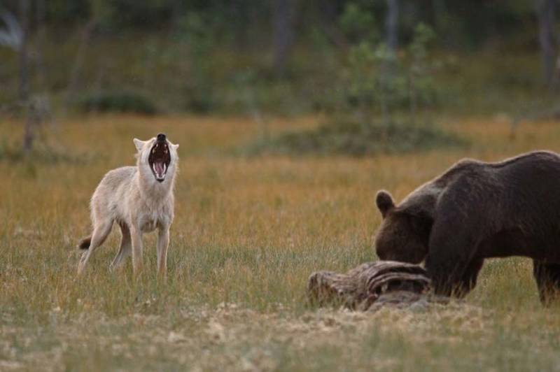 Волк - описание животного, где обитает, чем питается, виды