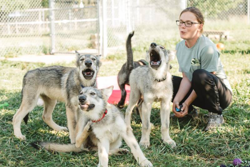 Волк - описание животного, где обитает, чем питается, виды