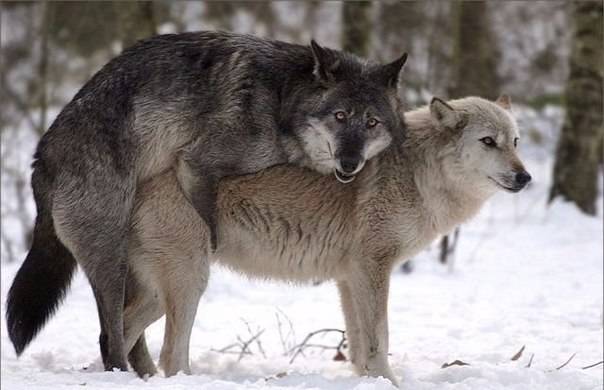 Волк - описание животного, где обитает, чем питается, виды